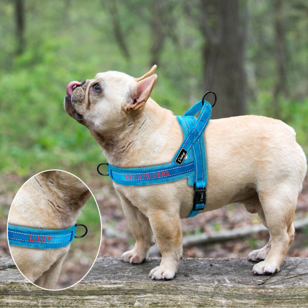 Frenchie wearing Personalised Flanel Padded No-Pull Harness