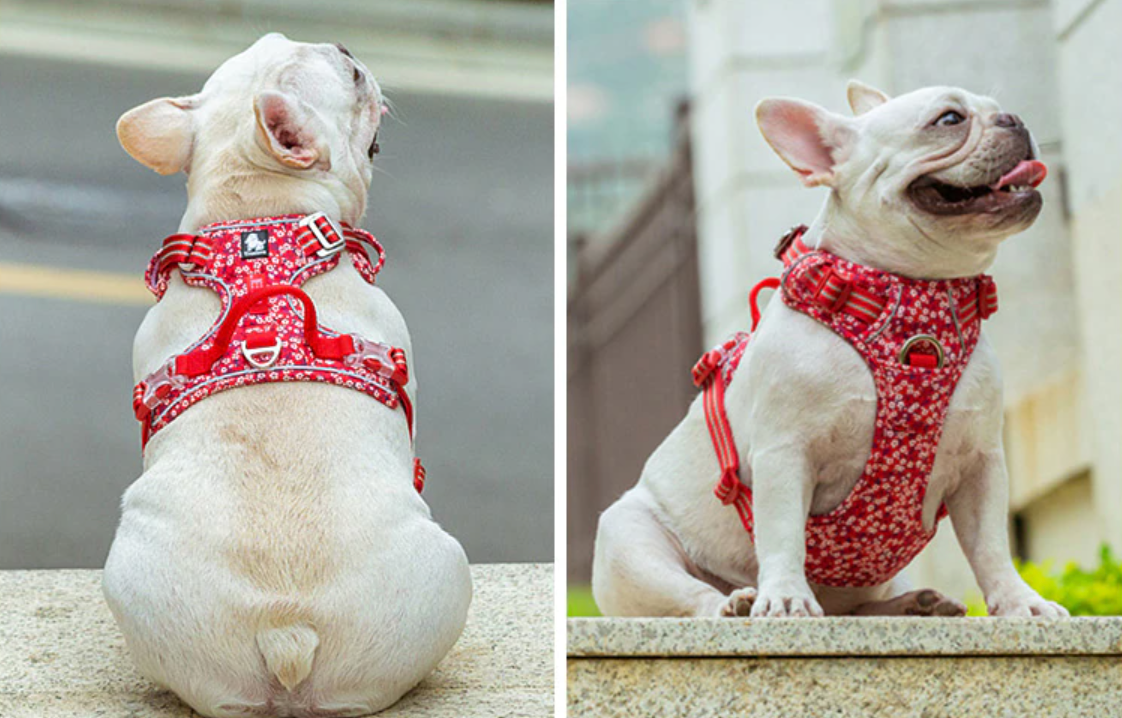 Frenchie wearing Truelove Poppy Red Floral Dog Harness