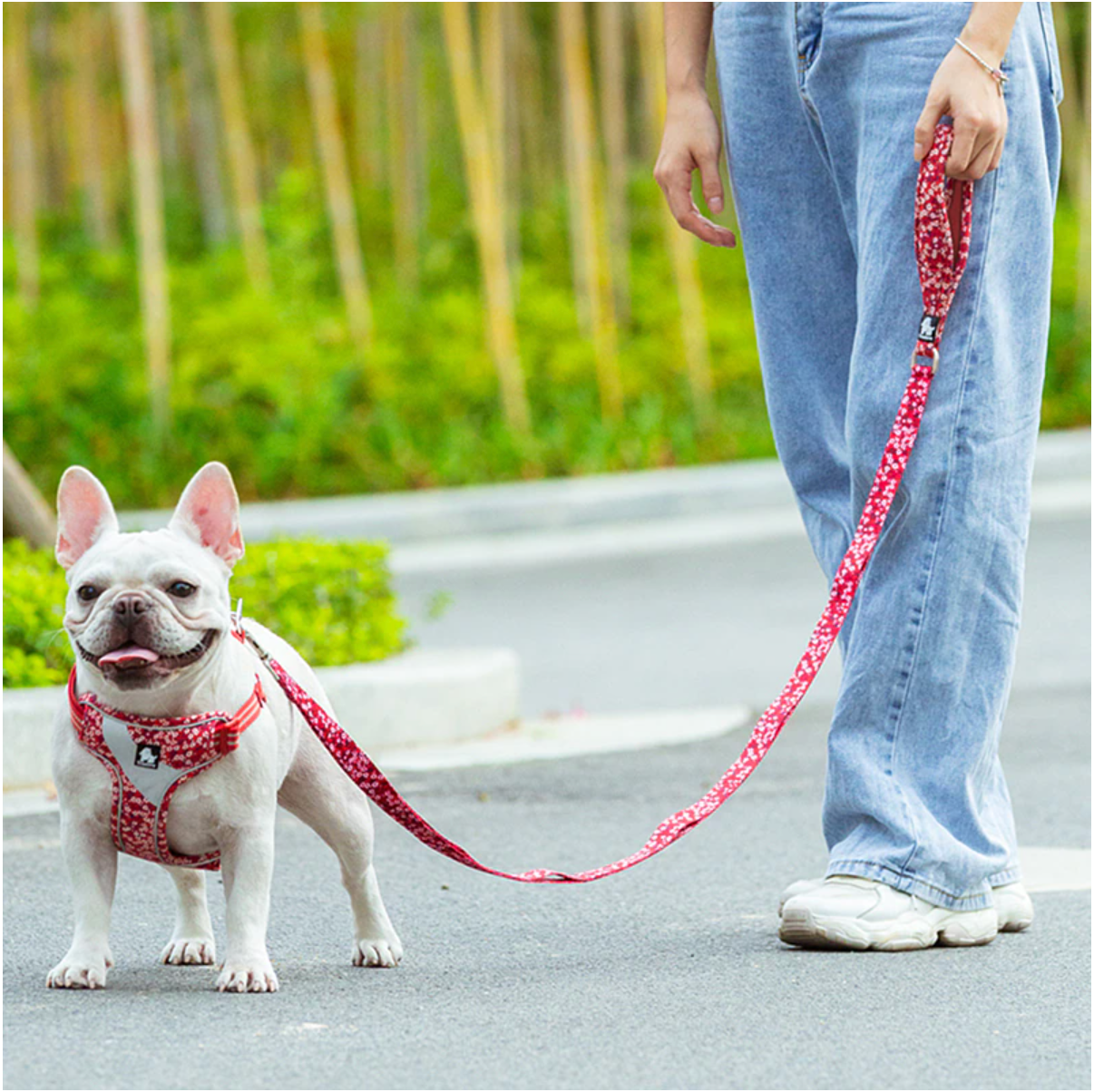 Frenchie wearing TruelovePoppy Red Multi-Handle Floral Leash